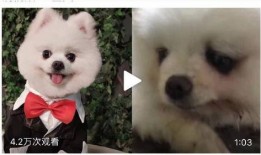 狗狗最新爆料视频下载大全,萌宠瞬间，笑料横生